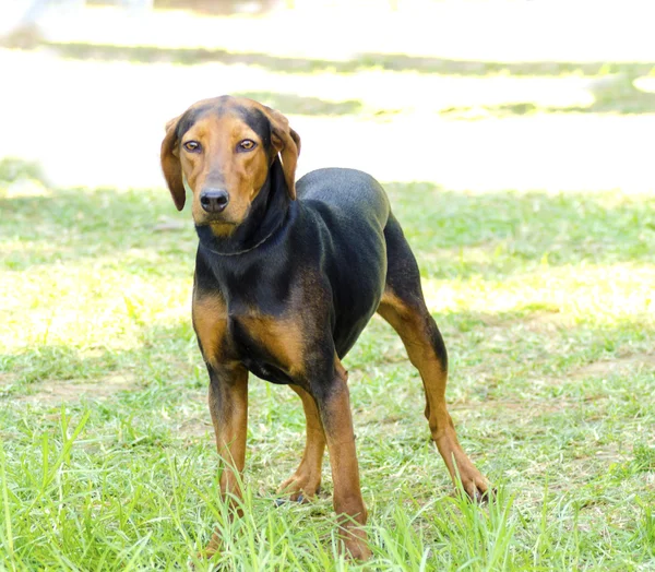 Hellenikos Ichnilatis — Stockfoto