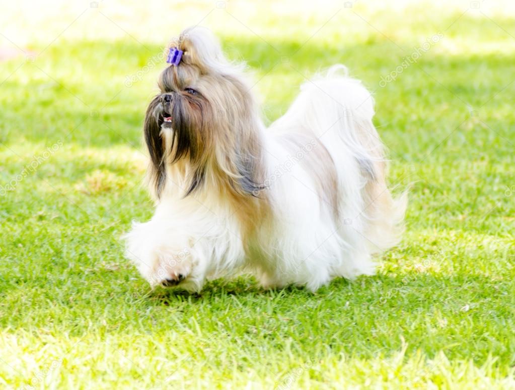 Shih Tzu dog Stock Photo by ©f8grapher 33756335 Shih Tzu dog Stock Photo by ©f8grapher 33756335