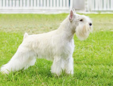 minyatür schnauzer