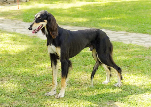 Saluki — Stock fotografie