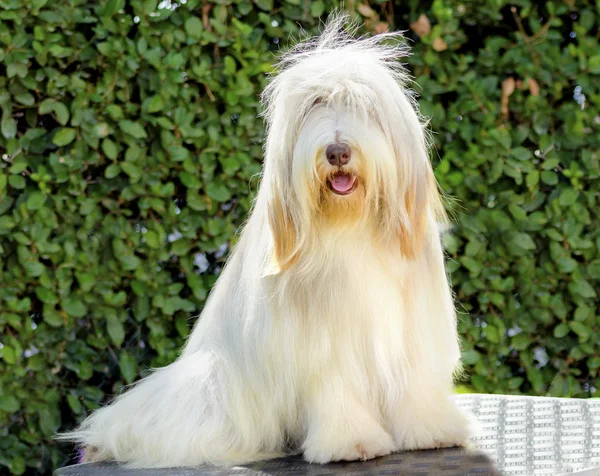 Bearded collie — Stockfoto