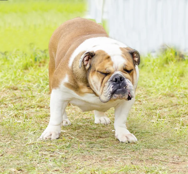 Engelska bulldogg — Stockfoto