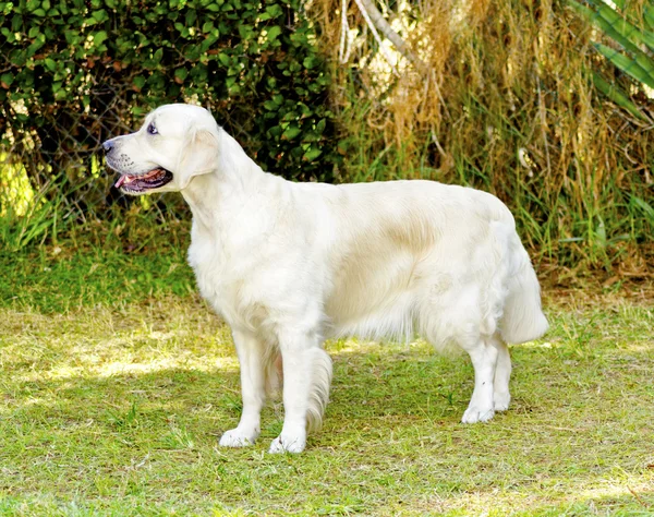 Gouden retriever — Stockfoto