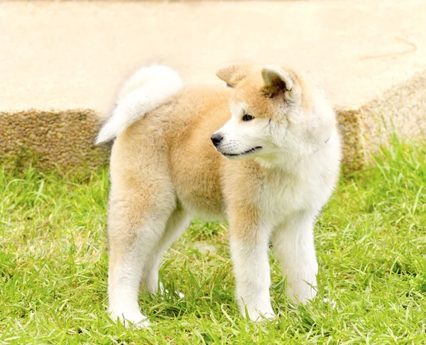 Akita Inu. — Foto de Stock