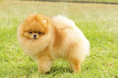 Pomeranya köpeği