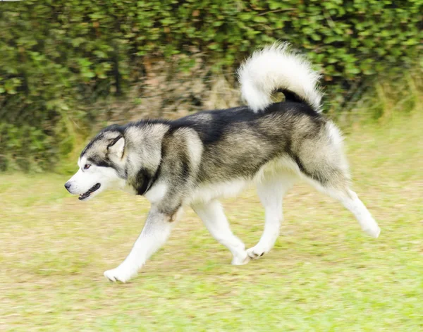 Alaskan Malamute — Stock Photo, Image