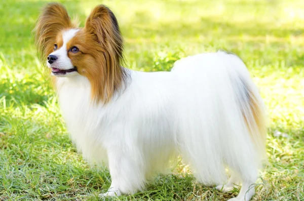 Papillon cão — Fotografia de Stock