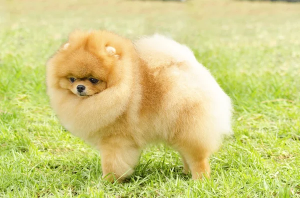 Pomeranian hund — Stockfoto