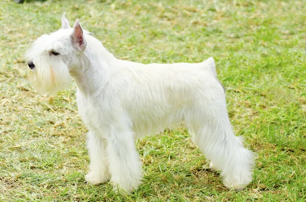 Zwergschnauzer — Stockfoto