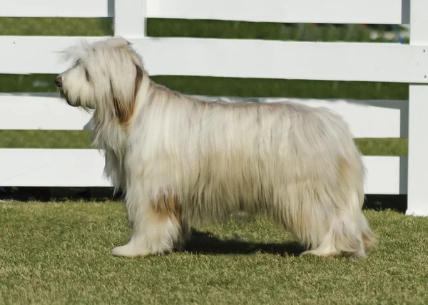 Bearded collie — Stockfoto