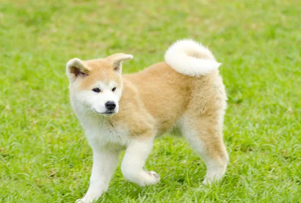 Akita inu — Fotografia de Stock