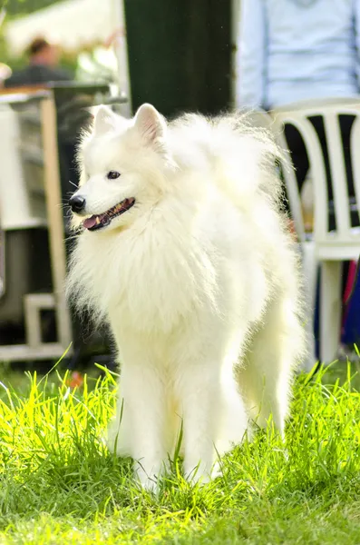 Samoyed — Stock Photo, Image