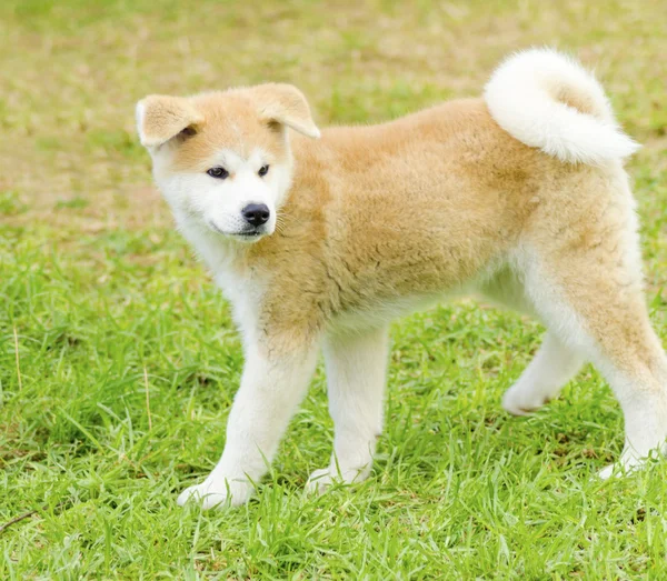 Akita inu — Fotografia de Stock