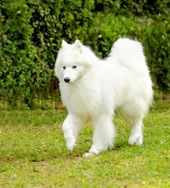 Samoyed — стокове фото