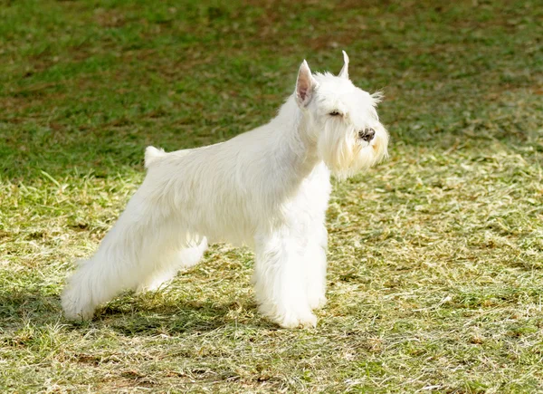 Dwergschnauzer — Stockfoto