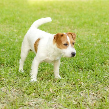 Jack Russell Teriyeri