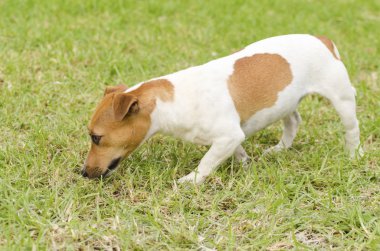 Jack Russell Teriyeri