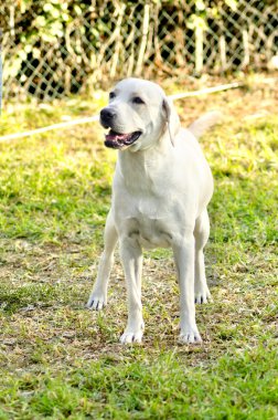 Labrador geri almak