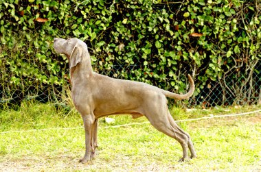 Weimaraner köpek