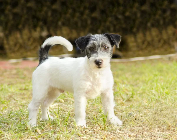 Jack terrier de russell — Fotografia de Stock