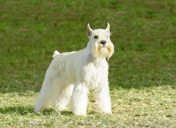 Schnauzer em miniatura — Fotografia de Stock