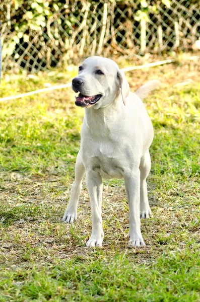 Labrador retriever — Foto de Stock