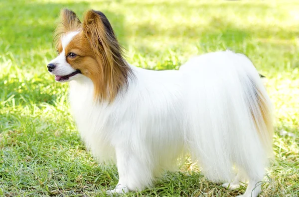 Papillon hond — Stockfoto