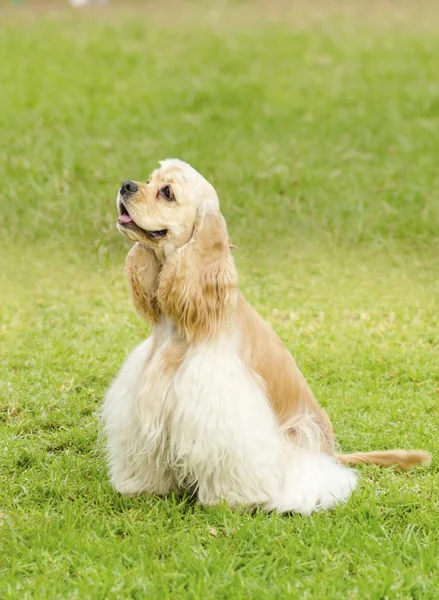 Cocker Spaniel americano — Foto de Stock