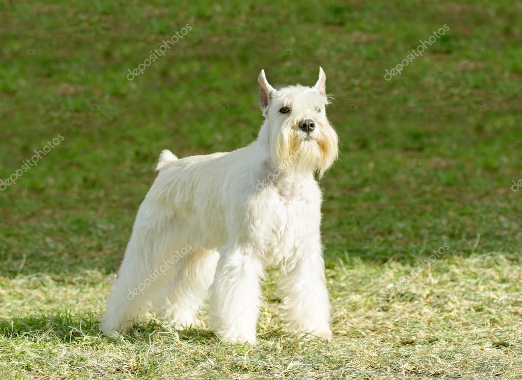1 246 Mini Schnauzer Stock Photos Free Royalty Free Mini Schnauzer Images Depositphotos