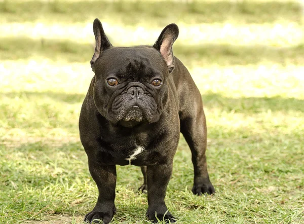 Fransk bulldog – stockfoto