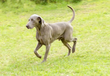 Weimaraner köpek
