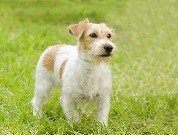 Jack russell teriér — Stock fotografie