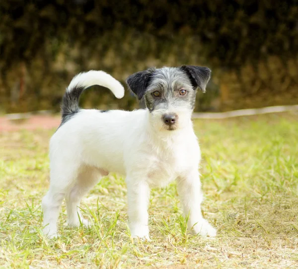 Jack terrier de russell — Fotografia de Stock