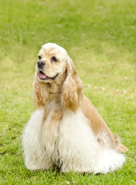 Amerikansk cocker spaniel — Stockfoto