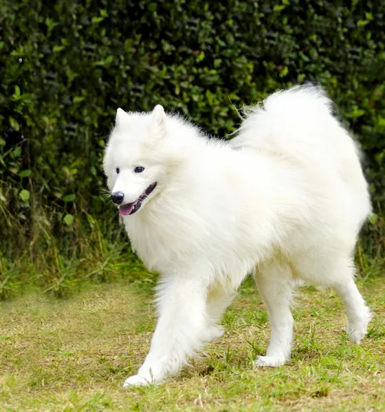 Wolf Spitz Stock Photos Royalty Free Images Depositphotos Wolf Spitz Stock Photos Royalty Free Images Depositphotos