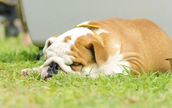 English Bulldog — Stock Photo, Image