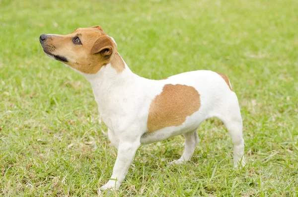 Jack terrier de russell — Fotografia de Stock