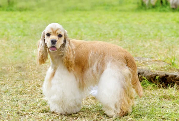 Amerikanischer Cockerspaniel — Stockfoto