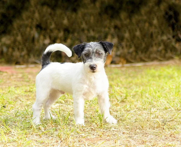 Jack terrier de russell — Fotografia de Stock