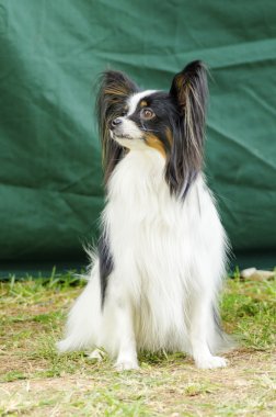 Papillon köpek