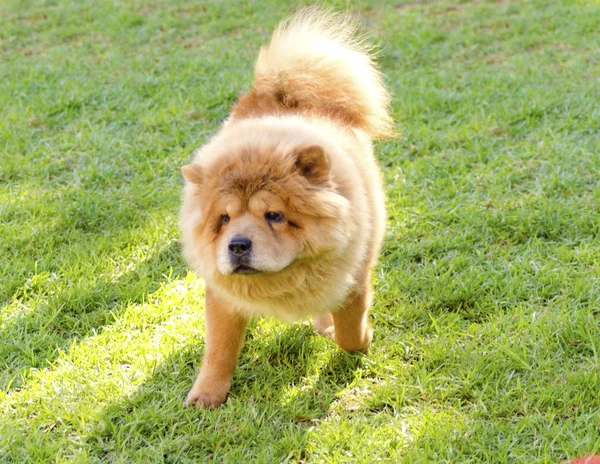 Chow chow — Foto de Stock