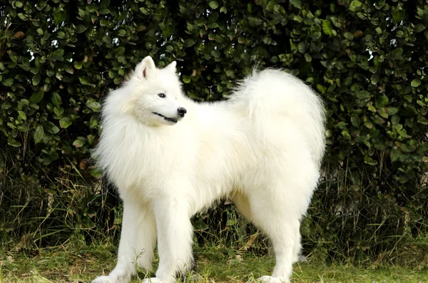 Ein Großer Weißer Hund Ist Ein Samojede Hund — Stockfoto © theatrenf