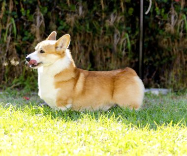 Galce corgi pembroke