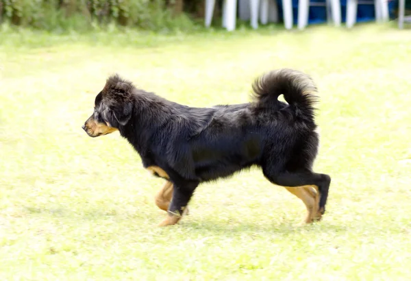 Tibetische Dogge — Stockfoto