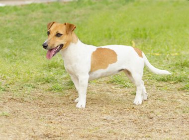 Jack Russell Teriyeri