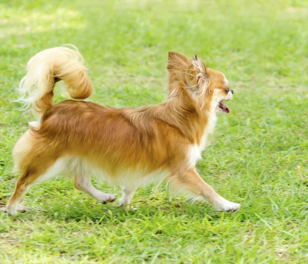 Chihuahua — Stock Photo, Image