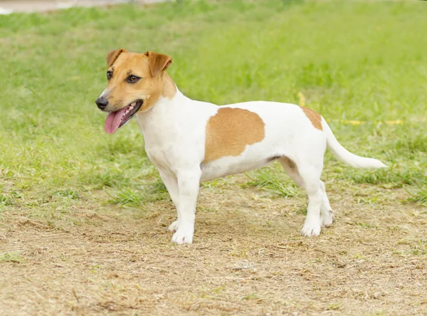 Jack terrier de russell — Fotografia de Stock