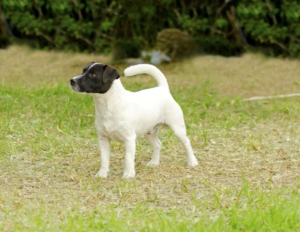 Jack terrier de russell — Fotografia de Stock