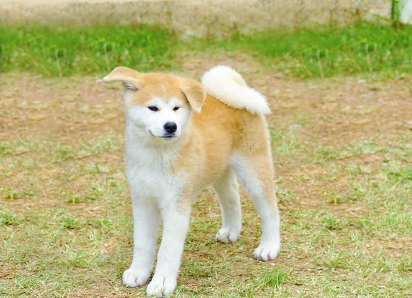 Akita inu — Fotografia de Stock