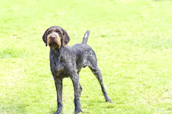 almanca wirehaired ibre